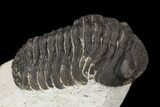 Bargain, Morocops Trilobite - Visible Eye Facets #120034-3